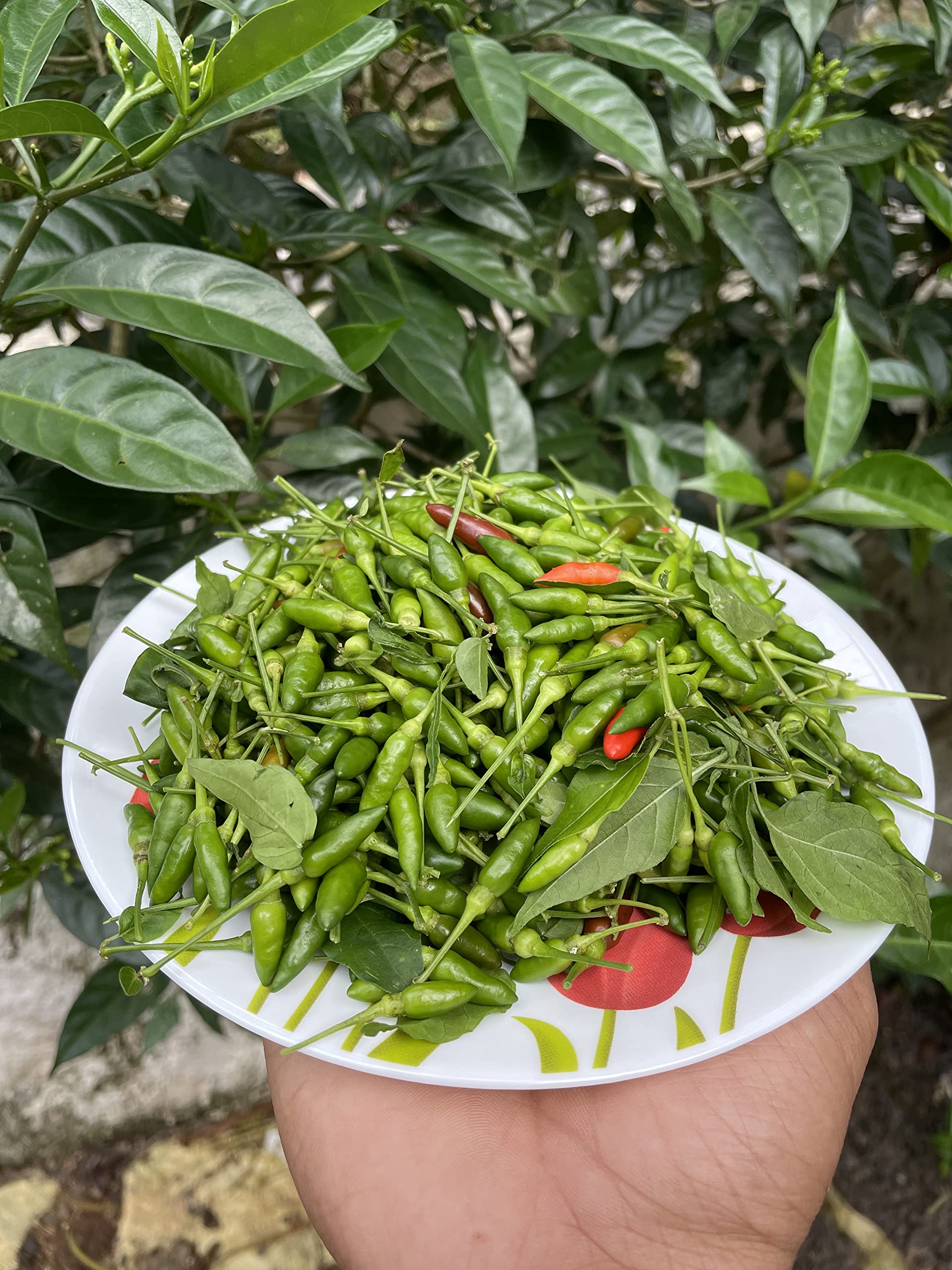 Fresh Birds Eye Chillies – Perfect for Adding Heat to Your Dishes Vegetable Green Bird Eye Chilli(120 gram) Bird Eye Chilli Green, Kanthari Mulak Green for Vegetable Uses, Plant Gardening Plants (B09DX239GV) Amazon Price History, Amazon Price Tracker