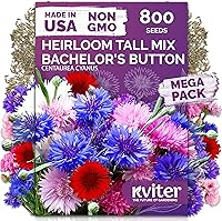 Vista 47 de KVITER 25 semillas de algodón blanco para plantar (Gossypium hirsutum) – Planta de algodón real, semillas de algodón para cultivo, semillas