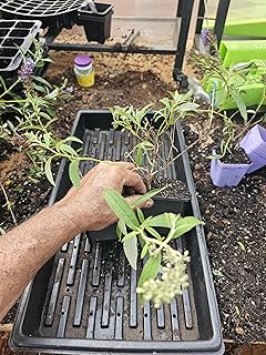 2-Pack Medium Live Black Knight buddleia Butterfly Bush Plant deep Purple, Well Rooted in 4" Pot Additional Items are Half Price Shipping