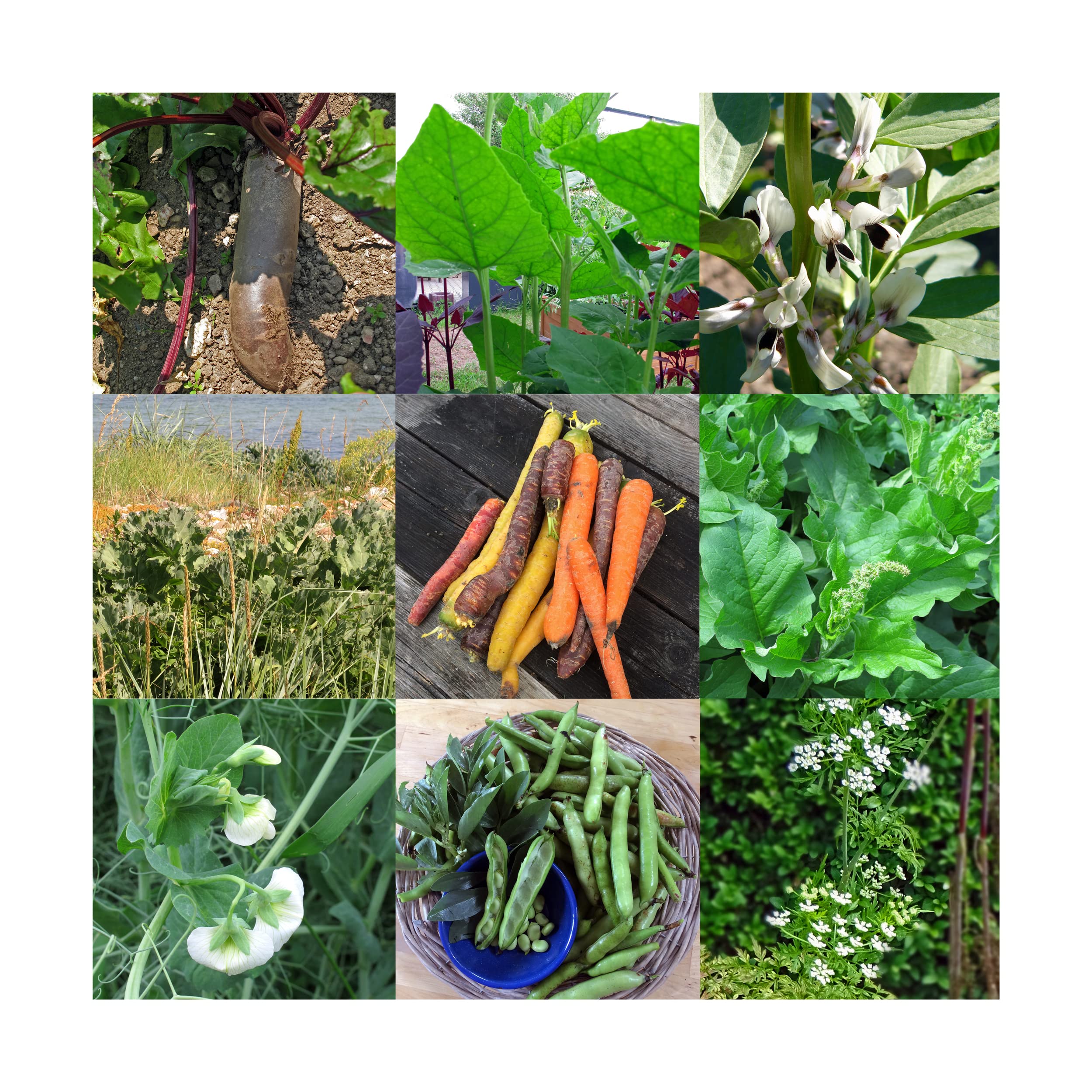 Vecchie verdure storiche - set regalo di semi con 8 ortaggi rari