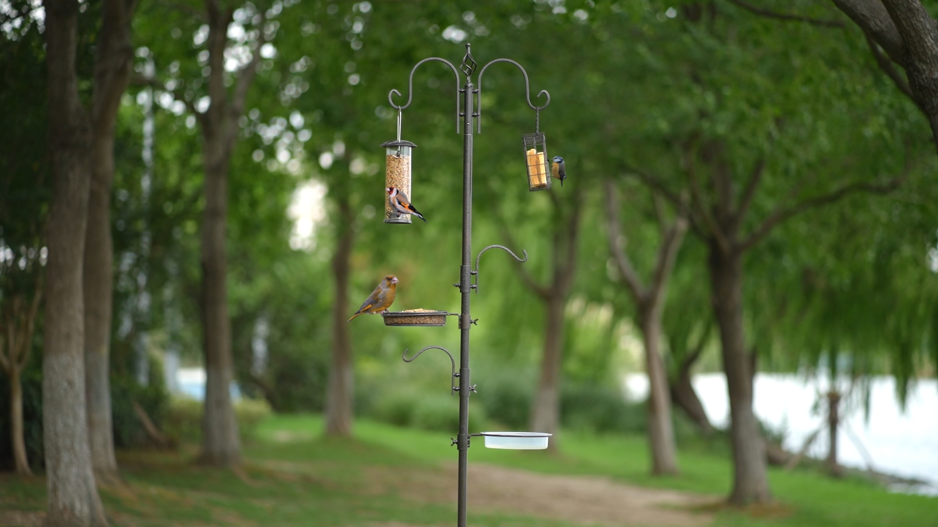 Zeqeey Heavy Duty metalen vogel voederstation vogel voeder palen standaard kit met hangende vogel zaad lade voor het aantrekken van wilde vogels