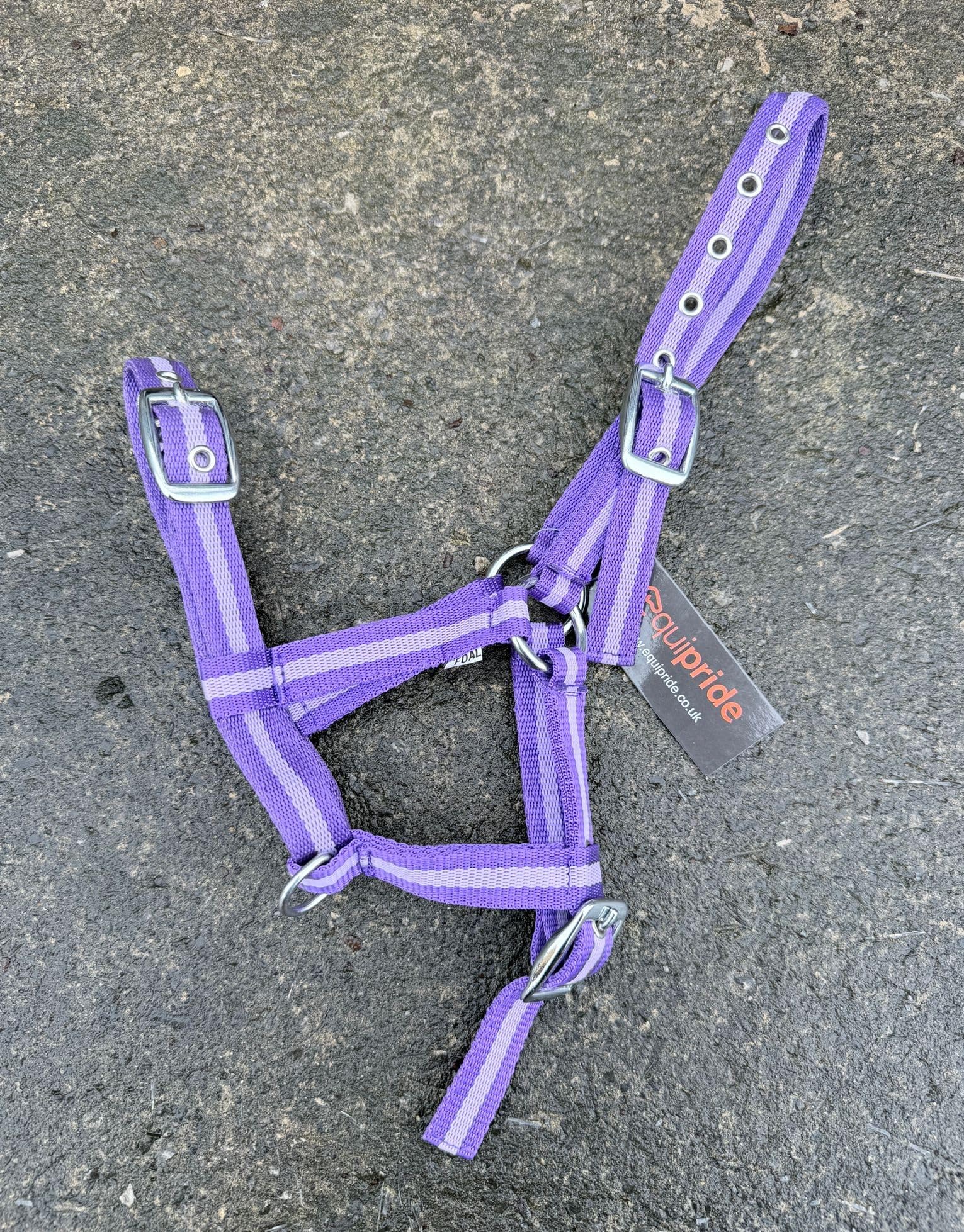 Equipride FOAL HEADCOLLAR HALTER MULTI ADUSTABLE IN 10 AMAZING COLOUR (Purple/Lialc)