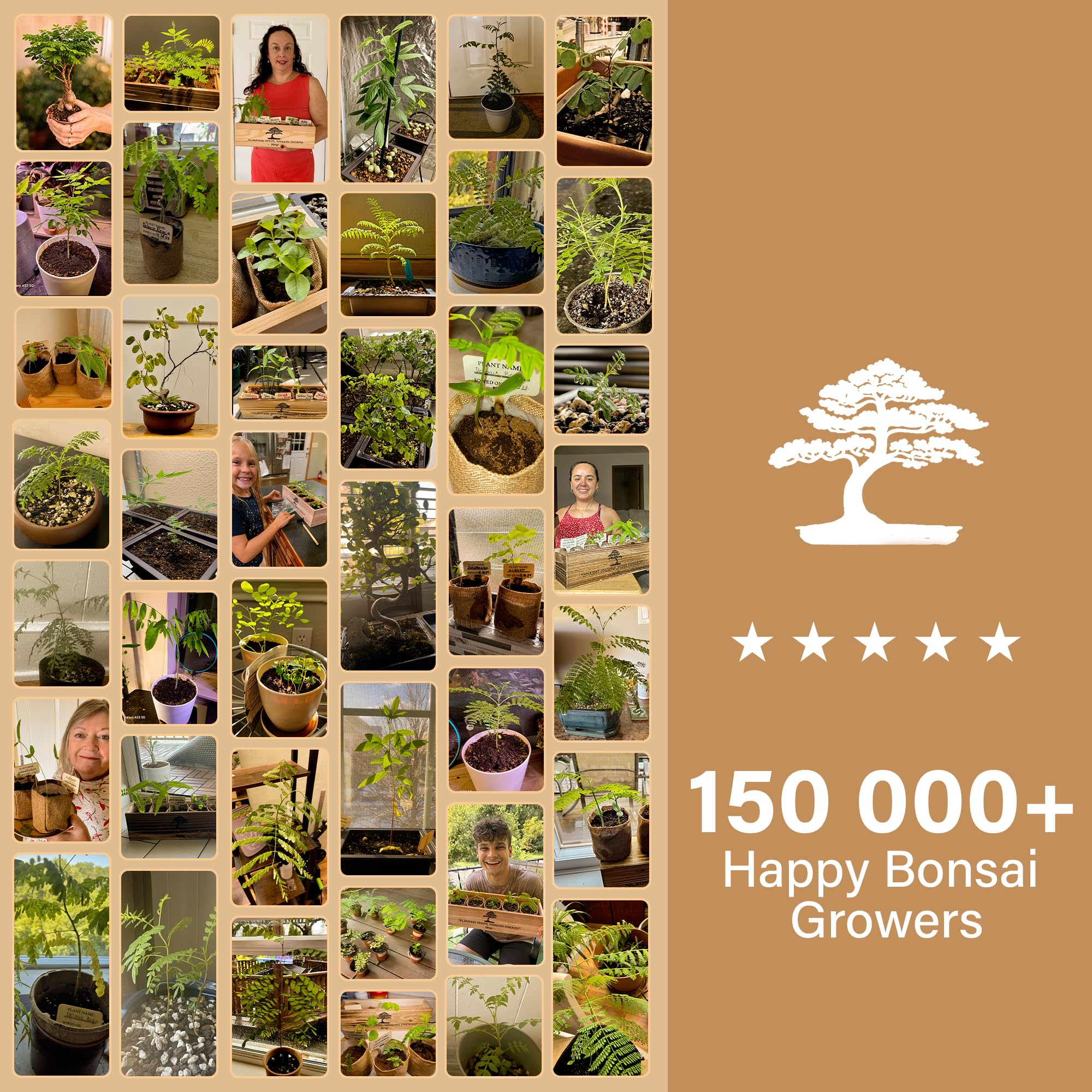 Bonsai - Kit de démarrage - Jacaranda bonzai à partir de graines | Kit complet d'arbre d'intérieur pour cultiver des plantes avec outils et pots de fleurs, cadeaux de jardinage pour