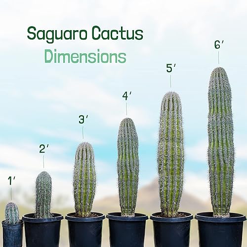 Miniatura 2 de Cactus Outlet - Cactus Saguaro vivo plantas de cactus vivas cactus vivo grande para exteriores 1 pie