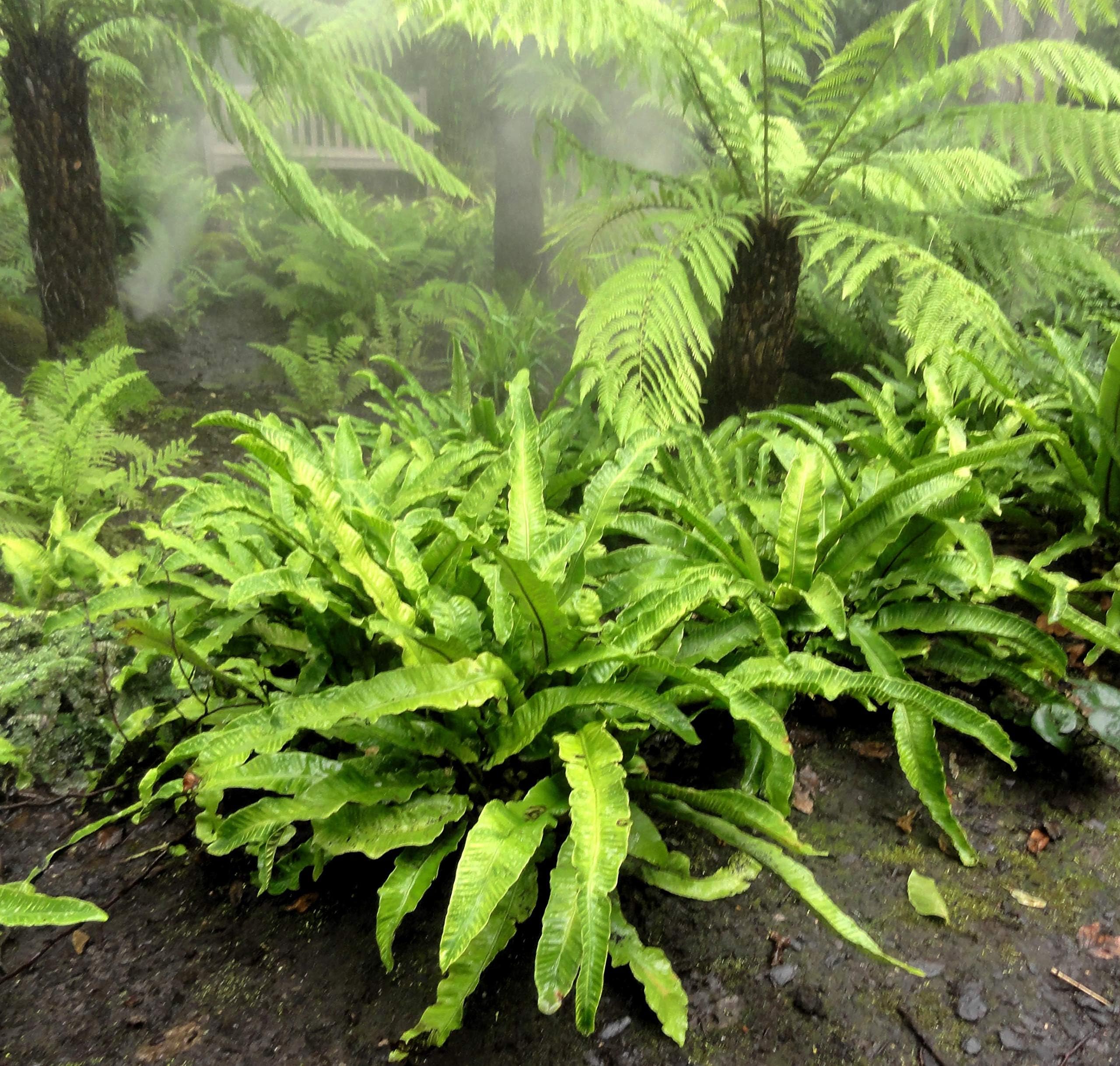 Stauden Gänge 3 x Phyllitis scolopendrium 'Angustifolium' im 1 Liter Topf (Farn/Winterhart/Mehrjährig/Staude/Immergrün) Hirschzungenfarn - Der Farn für harmonische Gartenräume