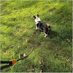 6ft Small Dog Training Leash, 1/4-In Lightweight Slip Lead Dog Leash, No-Pull Cute Leashes for Small Dogs Puppy Pets