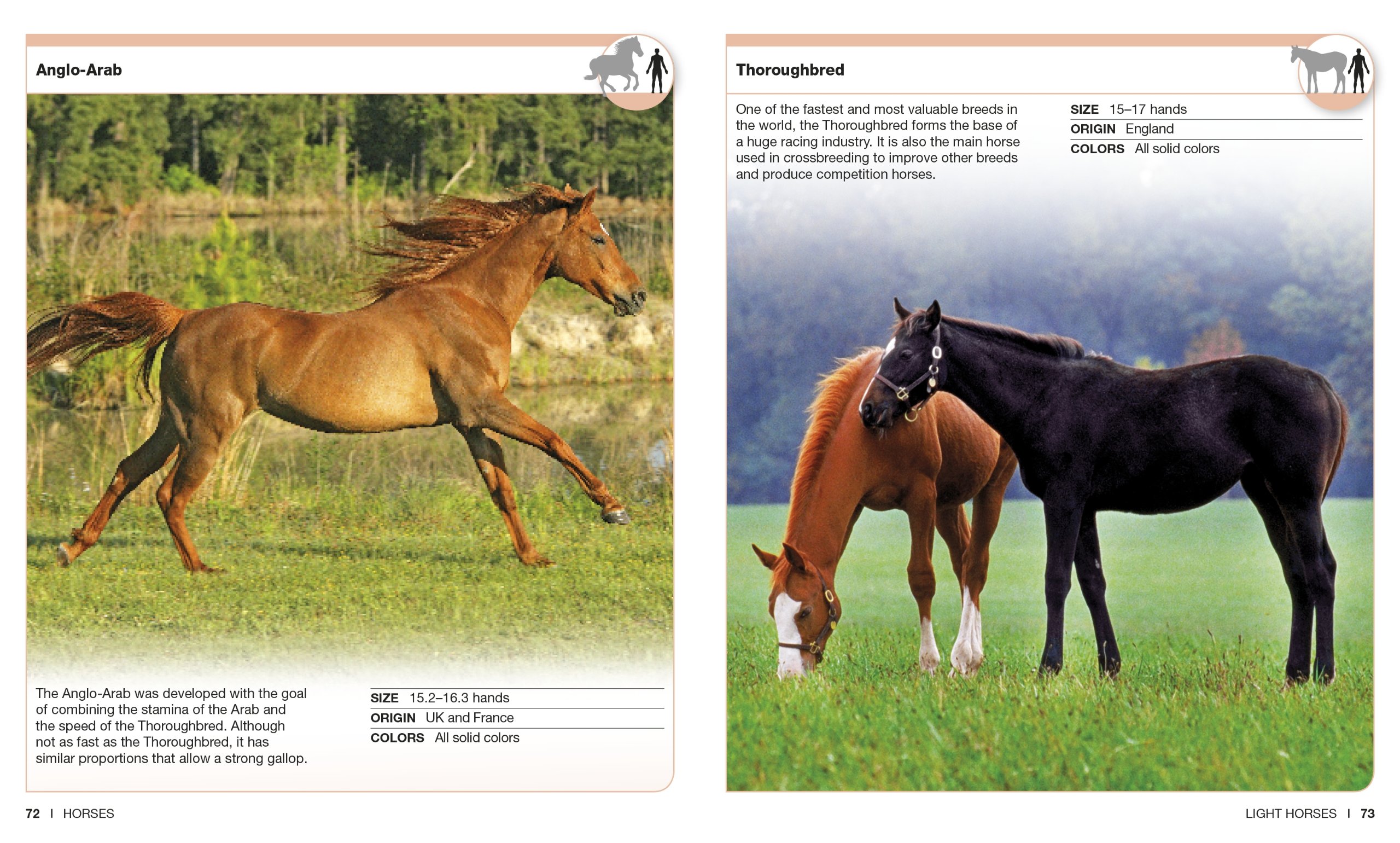 Horses: Facts at Your Fingertips (Pocket Genius)