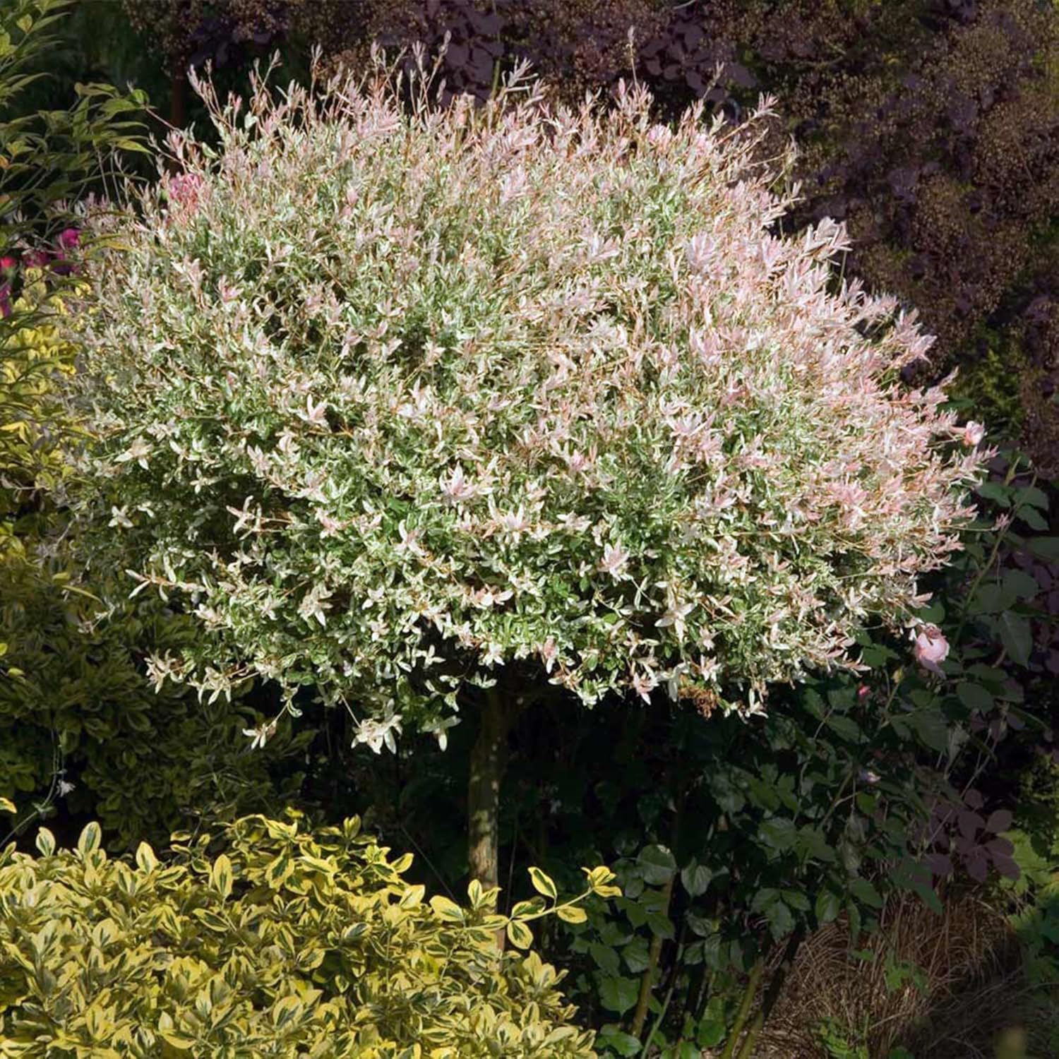 Brighter Blooms - Tri-Color Willow Tree, 4-5 ft. - No Shipping to AK, AZ, HI
