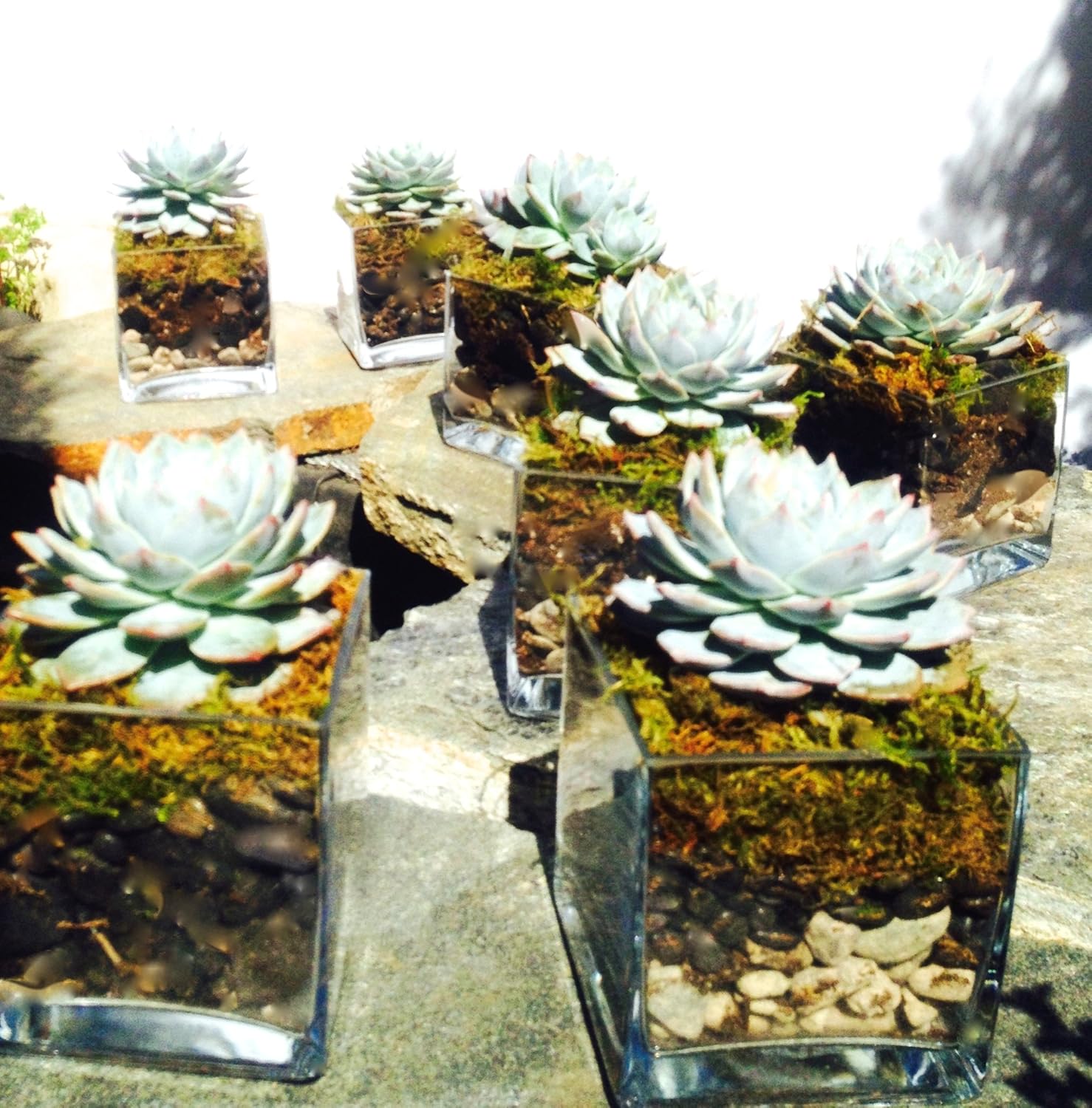 5" Succulent Center Piece