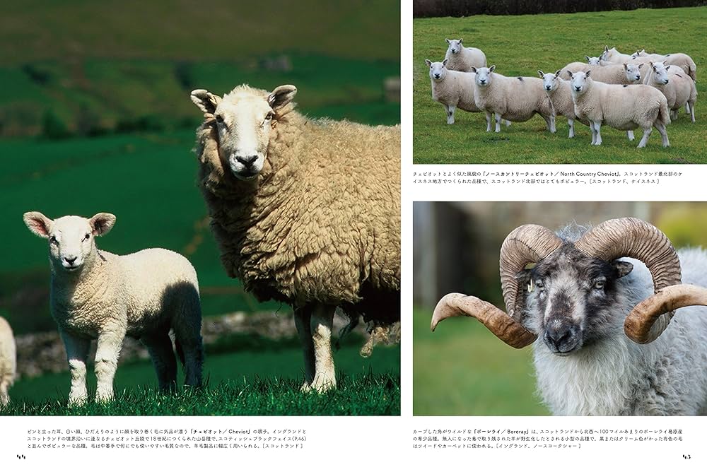 ひつじ ページ 世界のひつじめぐり | 本出 ますみ |本 | 通販 | Amazon