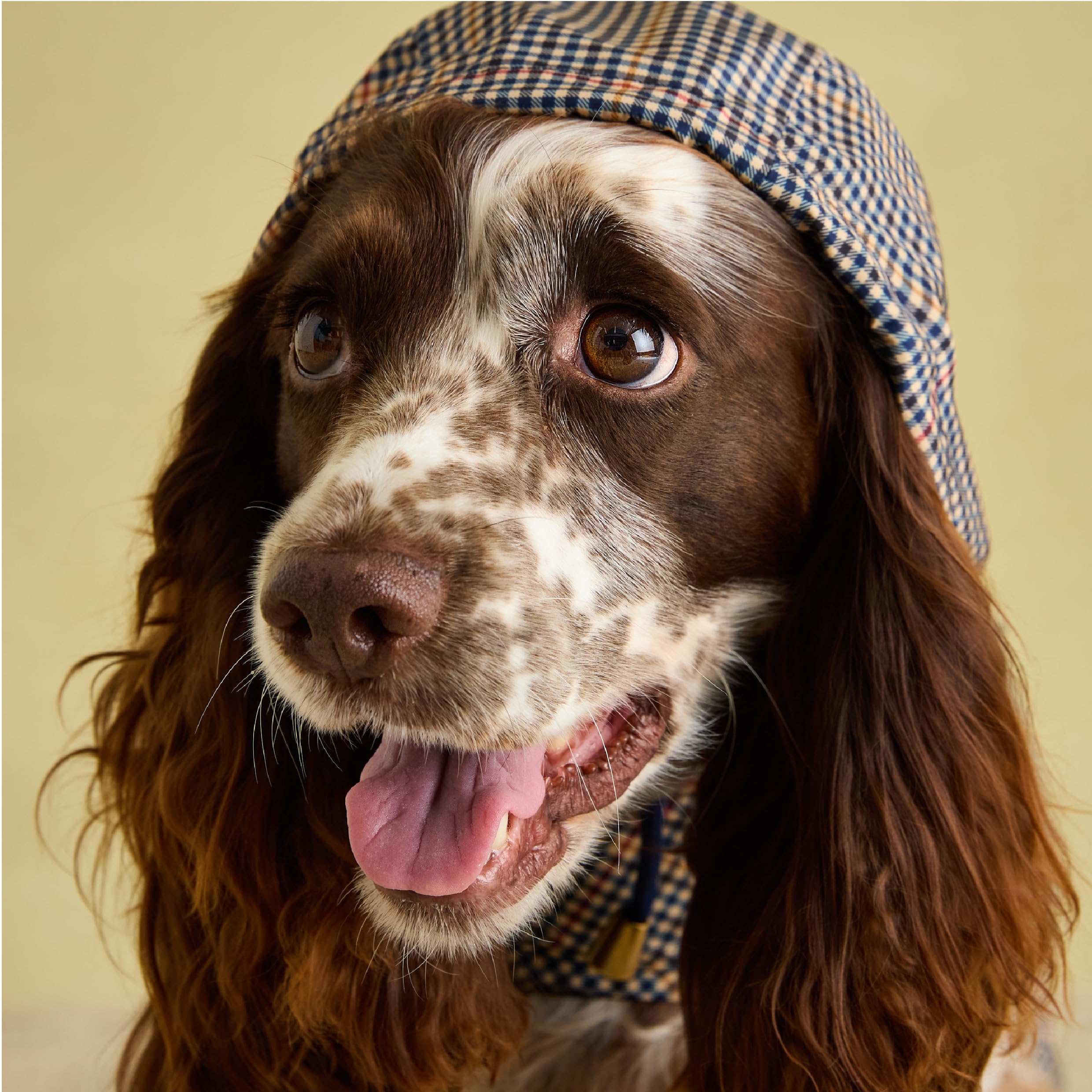 Rosewood Joules Henson Veste Pliable à Carreaux pour Chiens de Taille M, Lavable, légère et Portable, imperméable et imperméable pour Chiens de Taille Moyenne