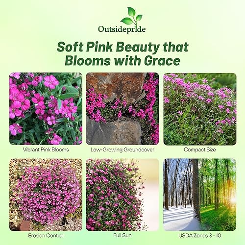 Miniatura 8 de Gypsophila color blanco Blanco