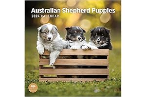 2024 Australian Shepherd Puppies Monthly Wall Calendar