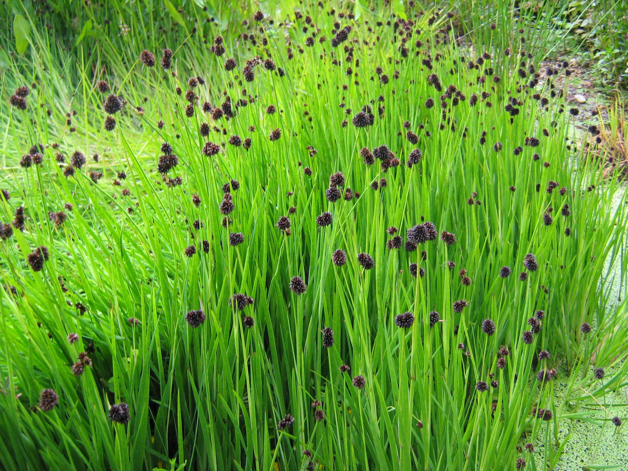 Stauden Gänge 10 x Juncus ensifolius Zwerg Binse winterhart