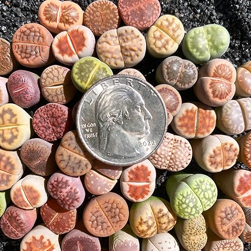 Miniatura 3 de Lithops - Plantas suculentas vivas raras, mezcla aleatoria, 3050100 unidades, planta viva suculenta, raíz desnuda sin tierra de maceta, jardín
