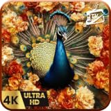Fire TV Screensaver: Colorful Peacock Videos