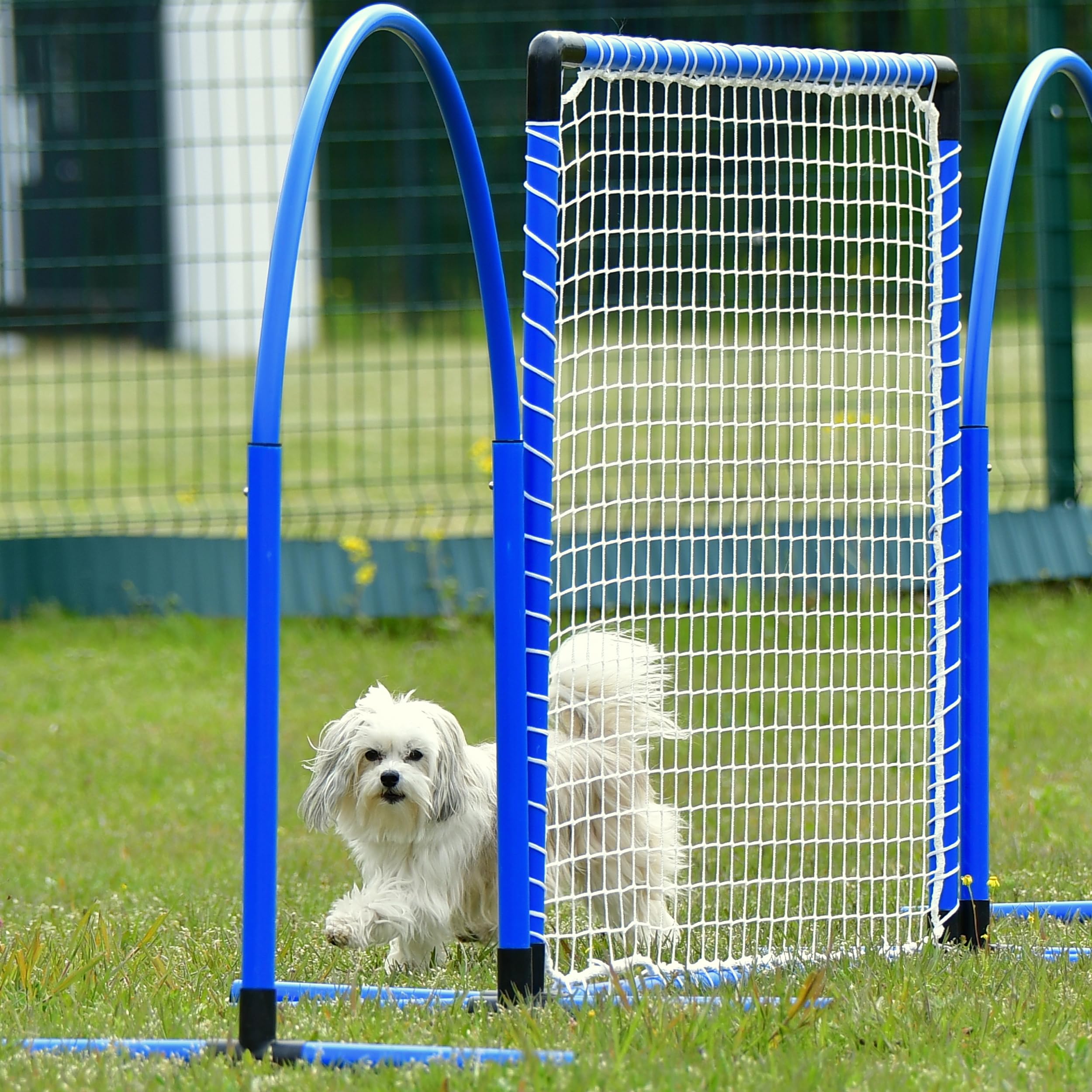 Hoopers Hoop – wetterfest, VDH-konform & farbig – mit Stecksystem für sicheres Hundetraining – aus robustem Kunststoff – Flexibler Hundesport-Reifen mit Stecksystem – Blau/Orange