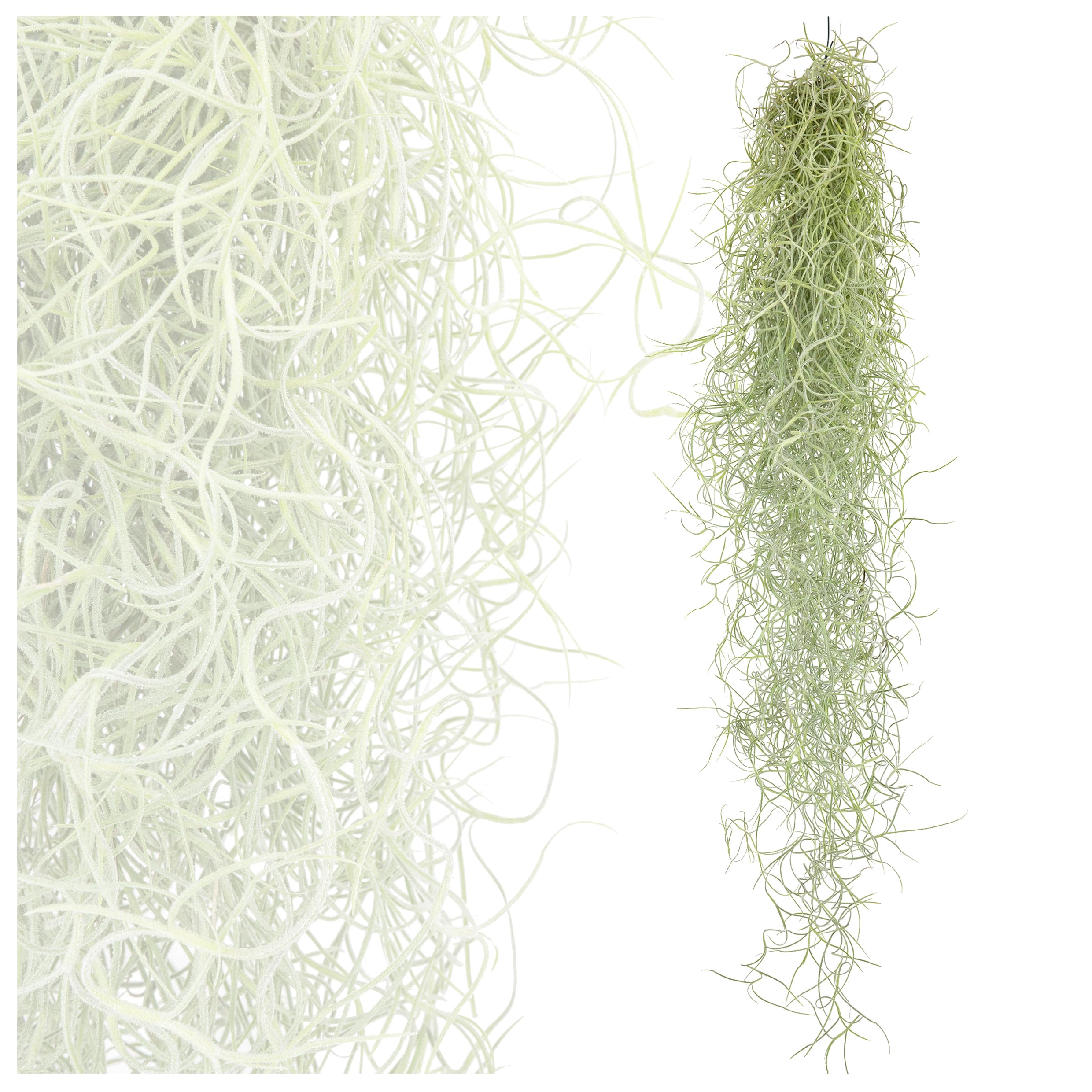 Bomen Met Spaanse Mos Tillandsia Usneoides Stock Foto - Image of noord, vaak: 172296078
