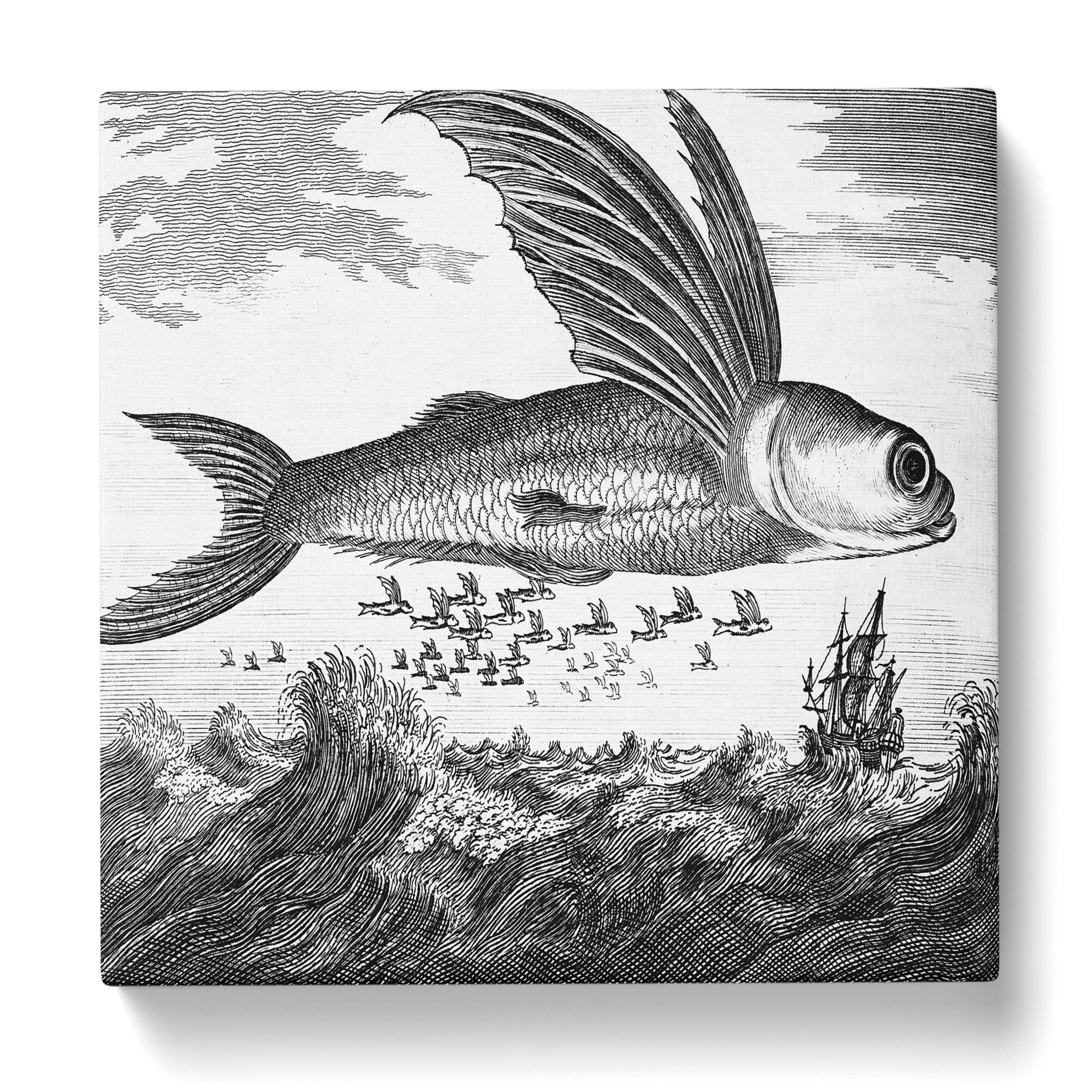 Flying Fish by Thomas Astley Canvas Print, Mixed, 35L x 35W cm - Image 3