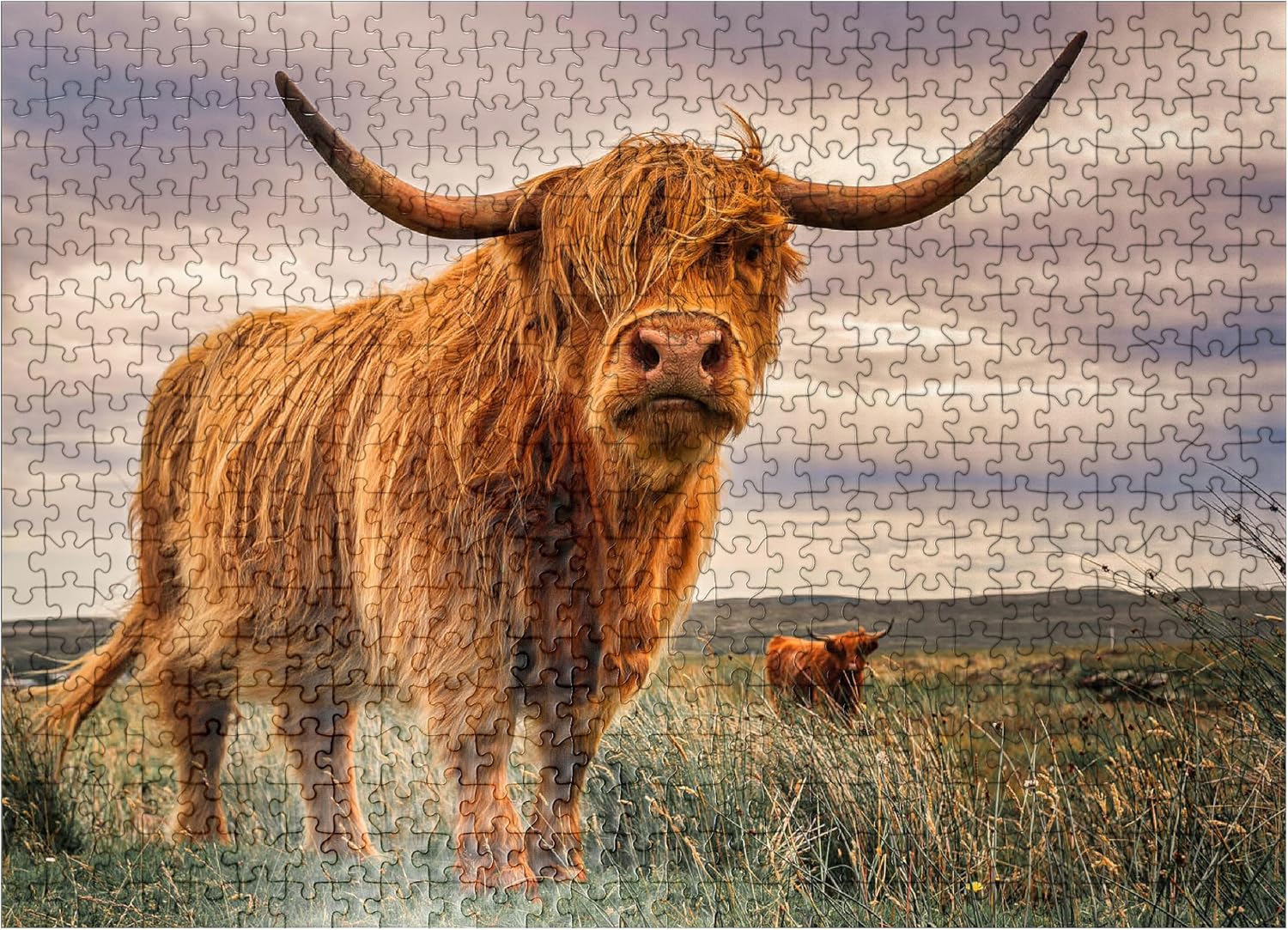 MyPuzzle Strict Pair of Highland Cows Caught On The North Coast of Scotland - Premium 500 Piece Jigsaw Puzzle for Adults