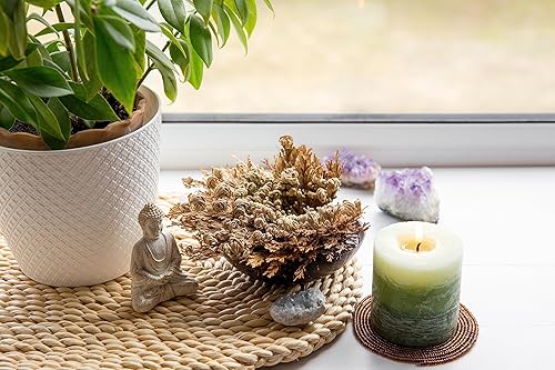 Miniatura 2 de TWO Jumbo Rose of Jericho Flower | Flor de Jericó - Planta de Resurrección I Selaginella Lepidophylla | Rosa Seca I Rosa Sagrada I Doradilla Planta