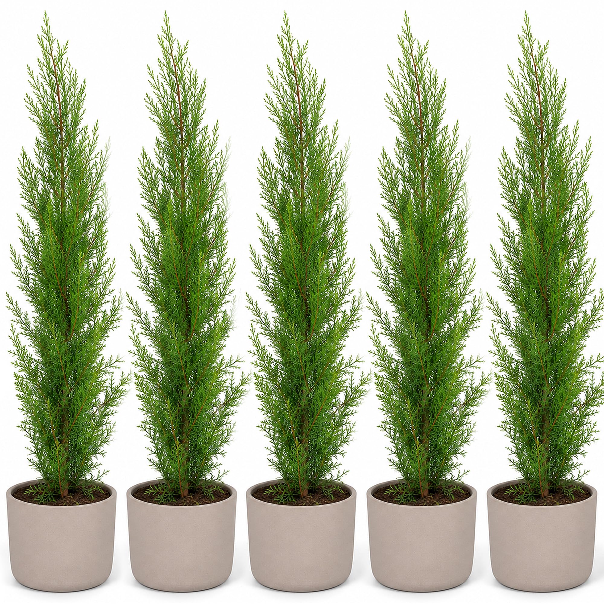 10er Set Cupressus Semper Virens XL 150 cm - Zypresse Winterhart bis -20º - Sichtschutz Pflanzen - Italienische Winterharte Zypresse - Schnellwachsend bis zu 6-8m -