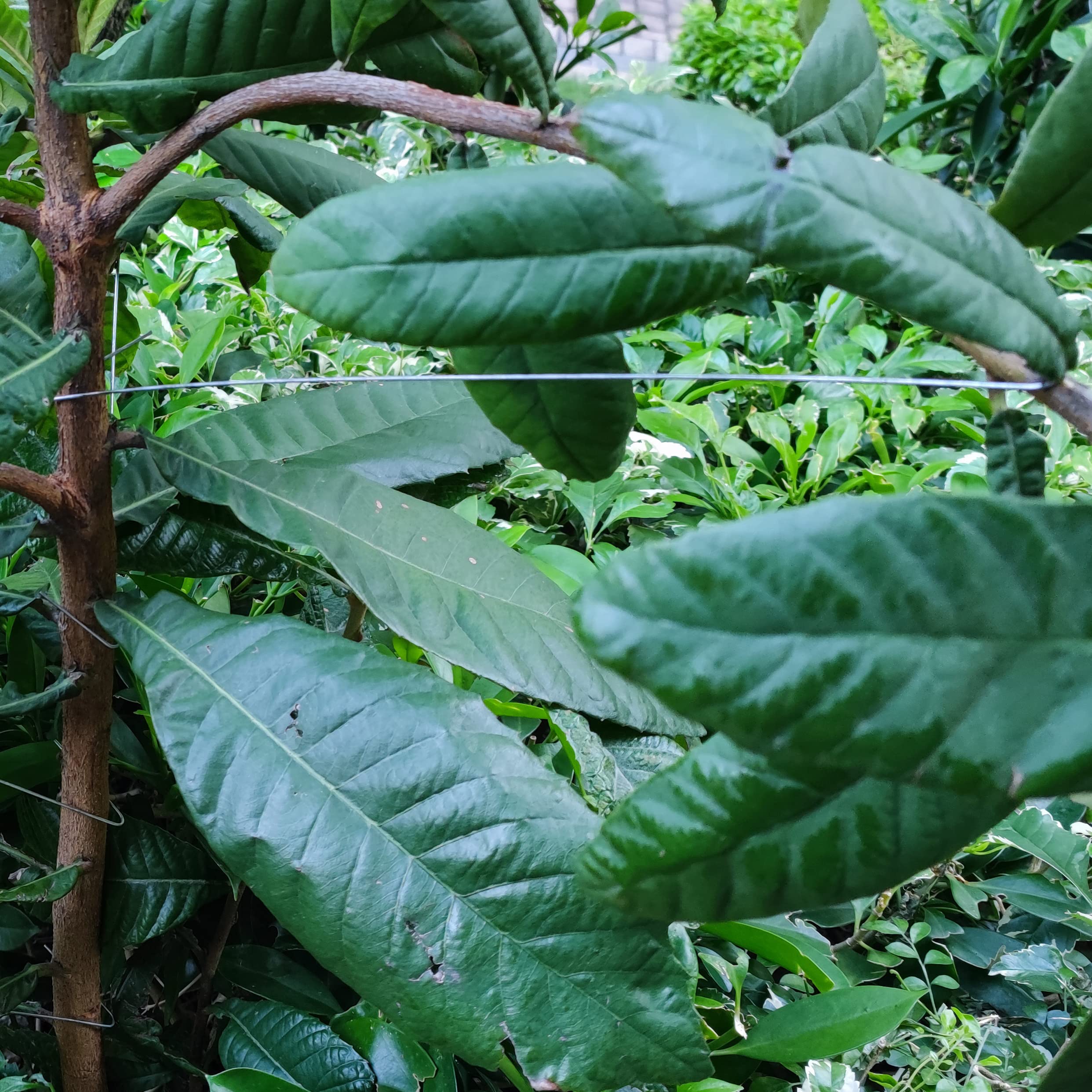 Fruit Tree Branch Spreader 50pcs,16 inch Fruit Tree Limb Spreader Branch Spreaders Puller New Plum Tree Open Angle Pull Farm Tools Branch Stereotyped Branch Bending Tool (M3)