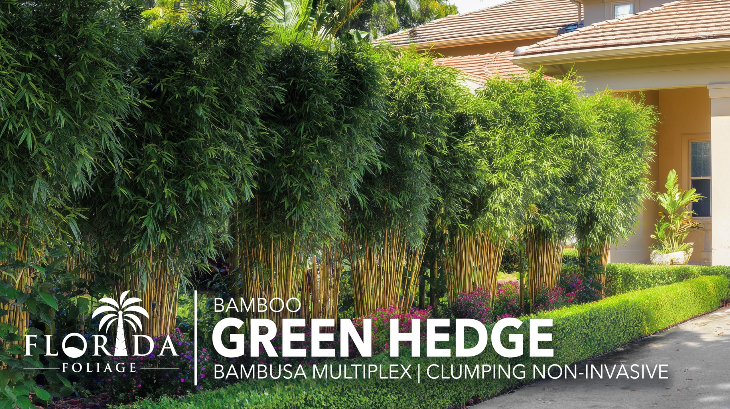 Amazon.com : Green Hedge Bamboo | 1 Large Trade Gallon Size Plant