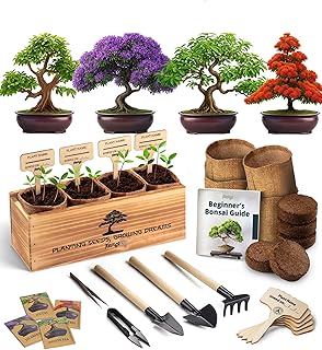 Avergo Bonsai Tree Kit – 4X Unique Japanese Bonzai Trees | Complete Indo...