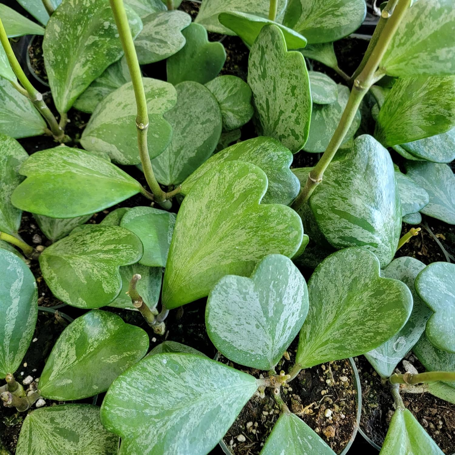 Hoya Kerrii Splashy Heart Shape Leaves Live Rare Houseplants - Indoor Plants, Fully Rooted Live Indoor Plants in 4 Inch Pot by 3exoticgreen