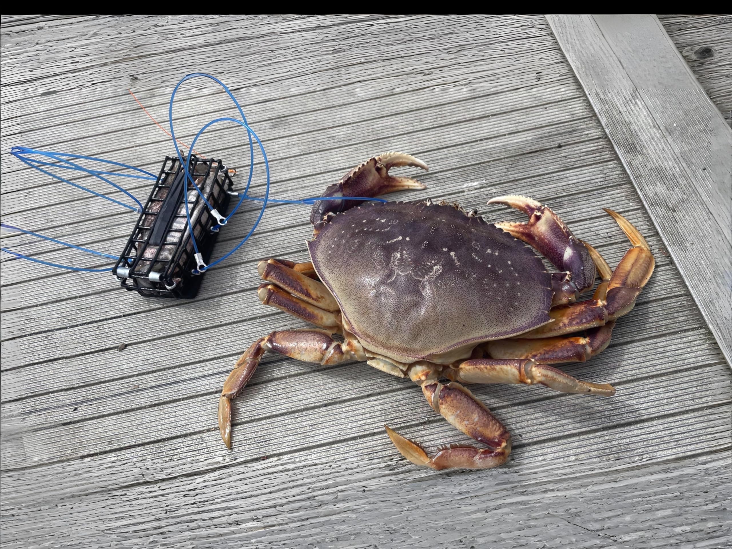 AirFly 6-Loop Crab Trap for Fishing Poles: Perfect for Catching Dungeness, Rock, and Blue Crabs, Made in The USA (2pcs), Bait Traps