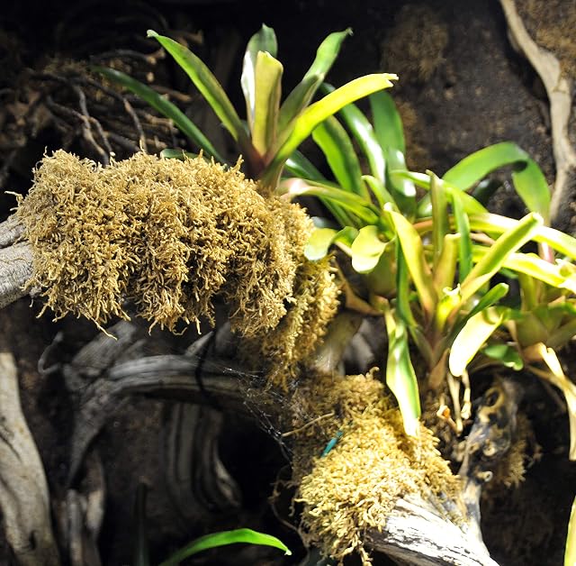 Foto 3 de 3 de Lucky Reptile Vivarium Moss - 150 g Musgo para terrarios para Reptiles - Musgo Fresco de Cultivo controlado