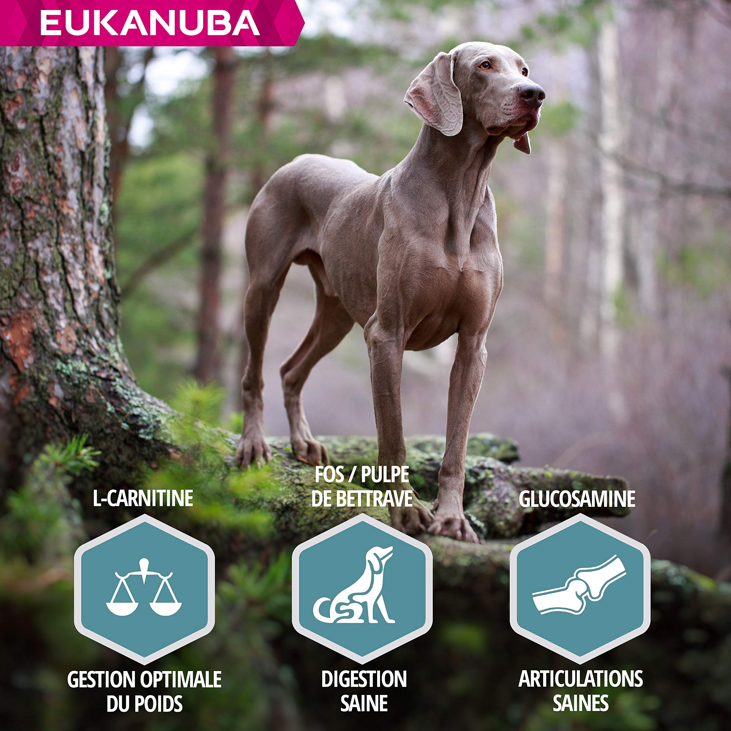 Eukanuba Chien Adulte Nourriture sèche Pour Grande Race Saumon&Orge 12kg