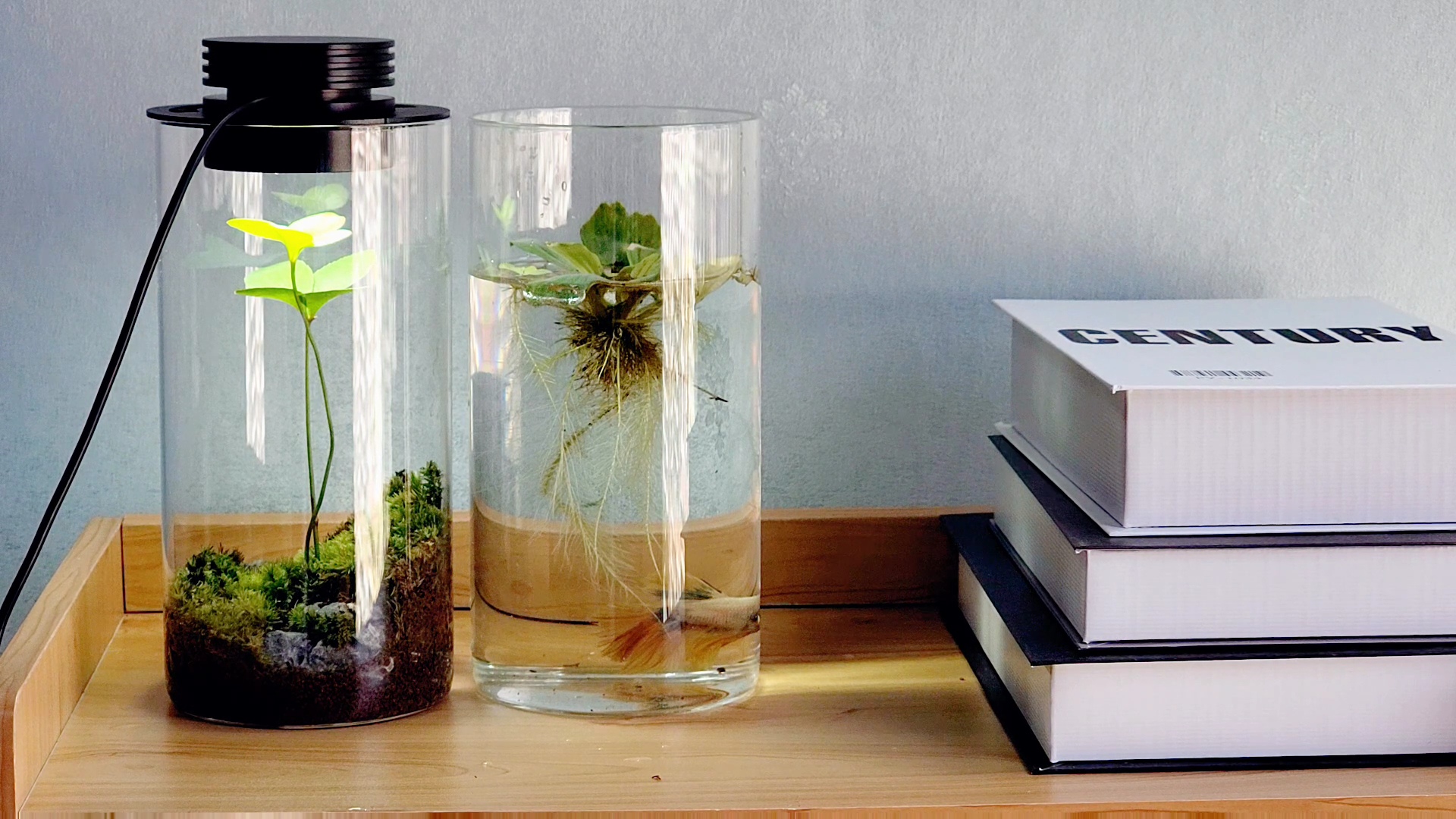 Desktop Light Aquarium Light Full Spectrum LED, For Under 3 Gallon Fish  Tank, Light With Timer Auto On/Off, Betta Fish Tank,Indoor Plant Growth,  Potted Plants, Succulent, Miniature Gardening Landscape Aquarium Plant Light, image size:1920x1080