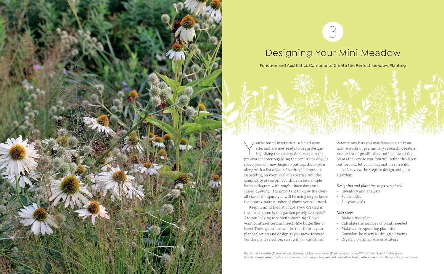 Tiny and Wild: Build a Small-Scale Meadow Anywhere