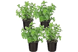 Live Peppermint Plants for Inside