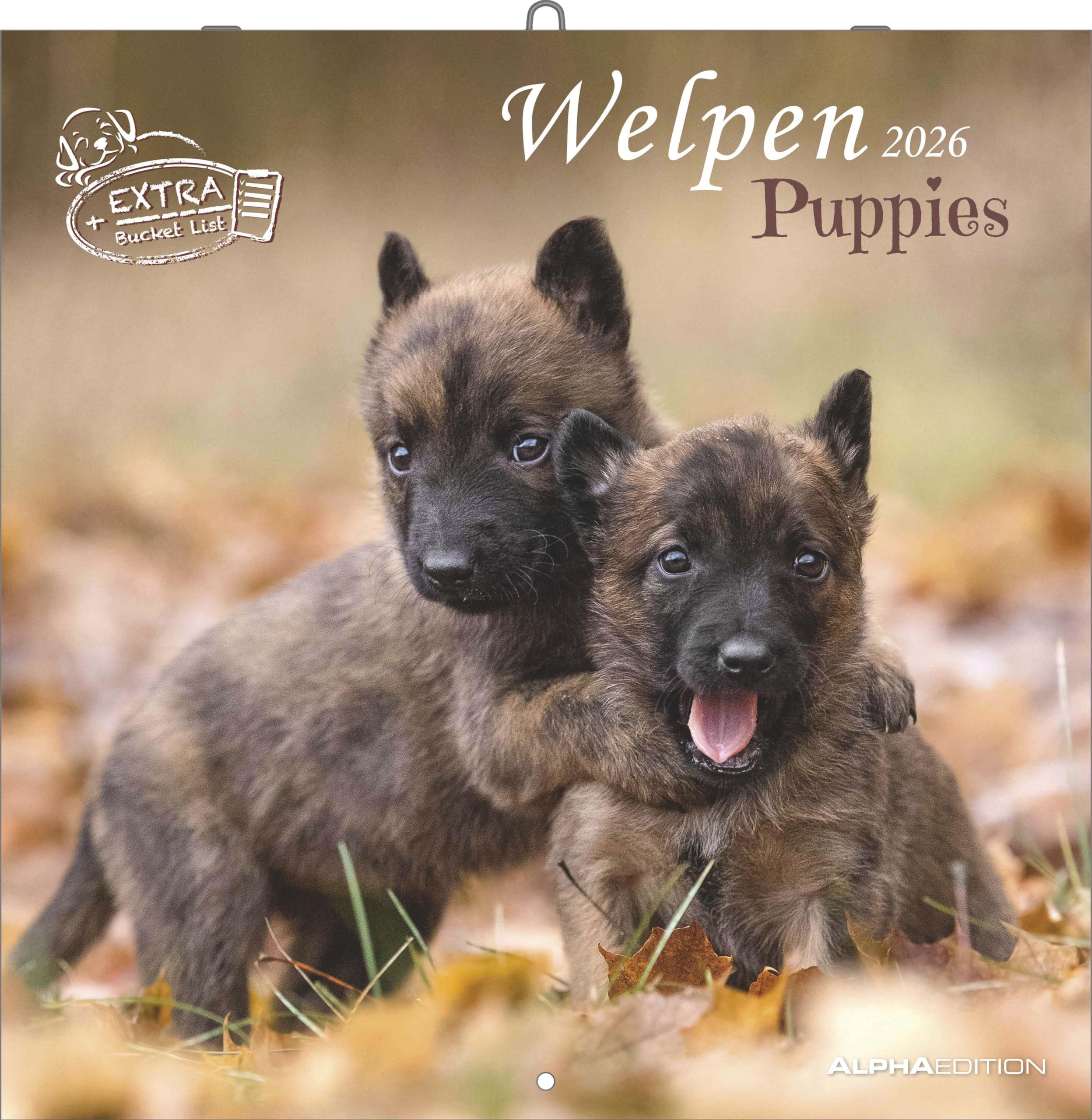 Alpha Edition - Welpen Kalender 2026 – Wandkalender 30x30 cm (30x60 cm geöffnet) – Für Hundeliebhaber – 12 süße Hundefotografien, viel Platz für Notizen, mit Feiertagen & Ferienterminen: Puppies