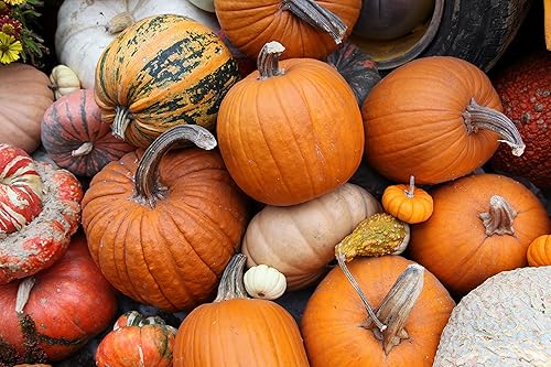 Kit de semillas de parche de calabaza, 30 semillas para cultivar, ganar dinero vendiendo calabazas y calabazas, una bolsa de semillas mixtas