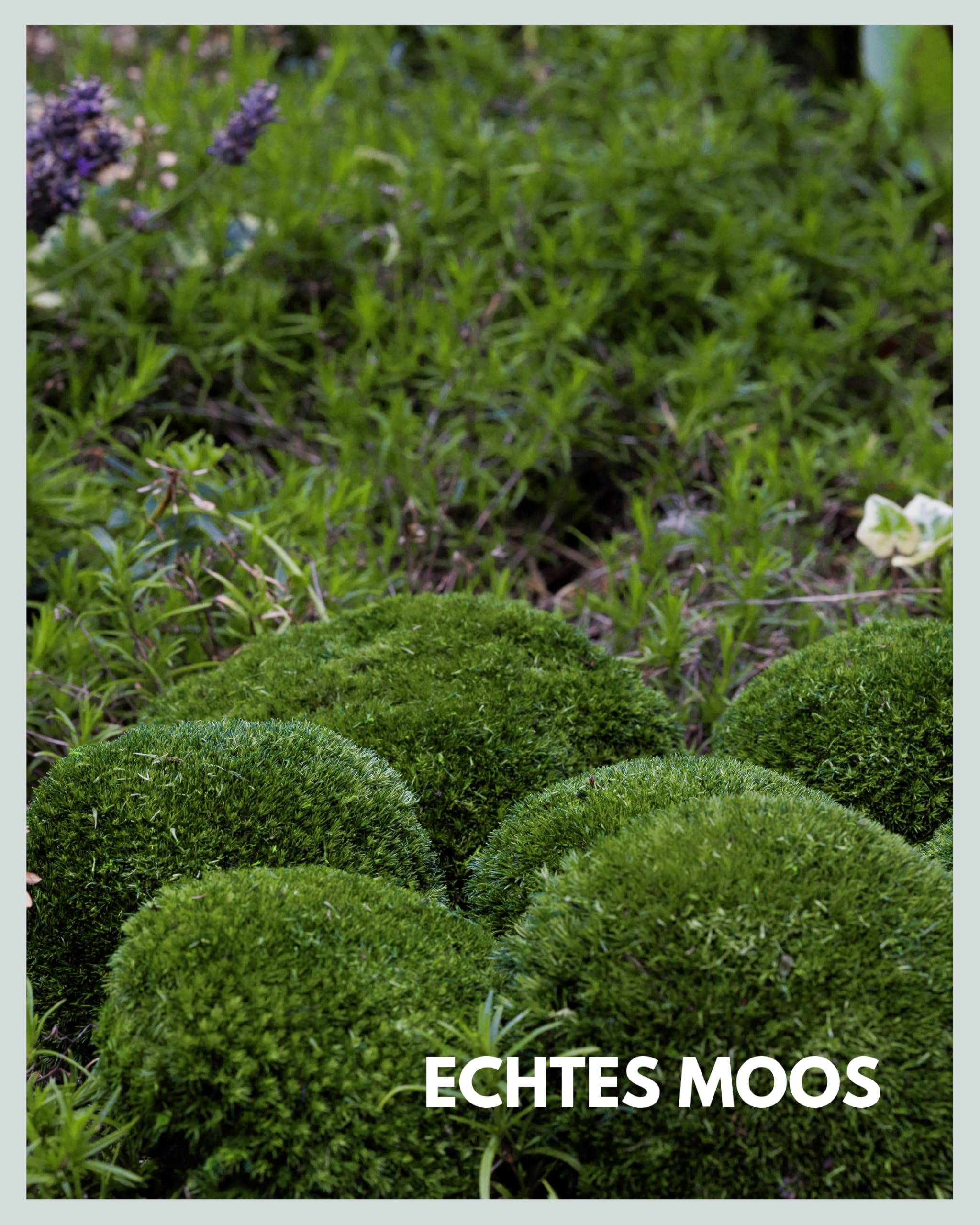 Mia Milano Kugelmoos naturgrün konserviert | 500g Echtes Bollenmoos für Moosbilder | Haltbares Moos zum Basteln | Wetterfestes naturgrünes Islandmoos