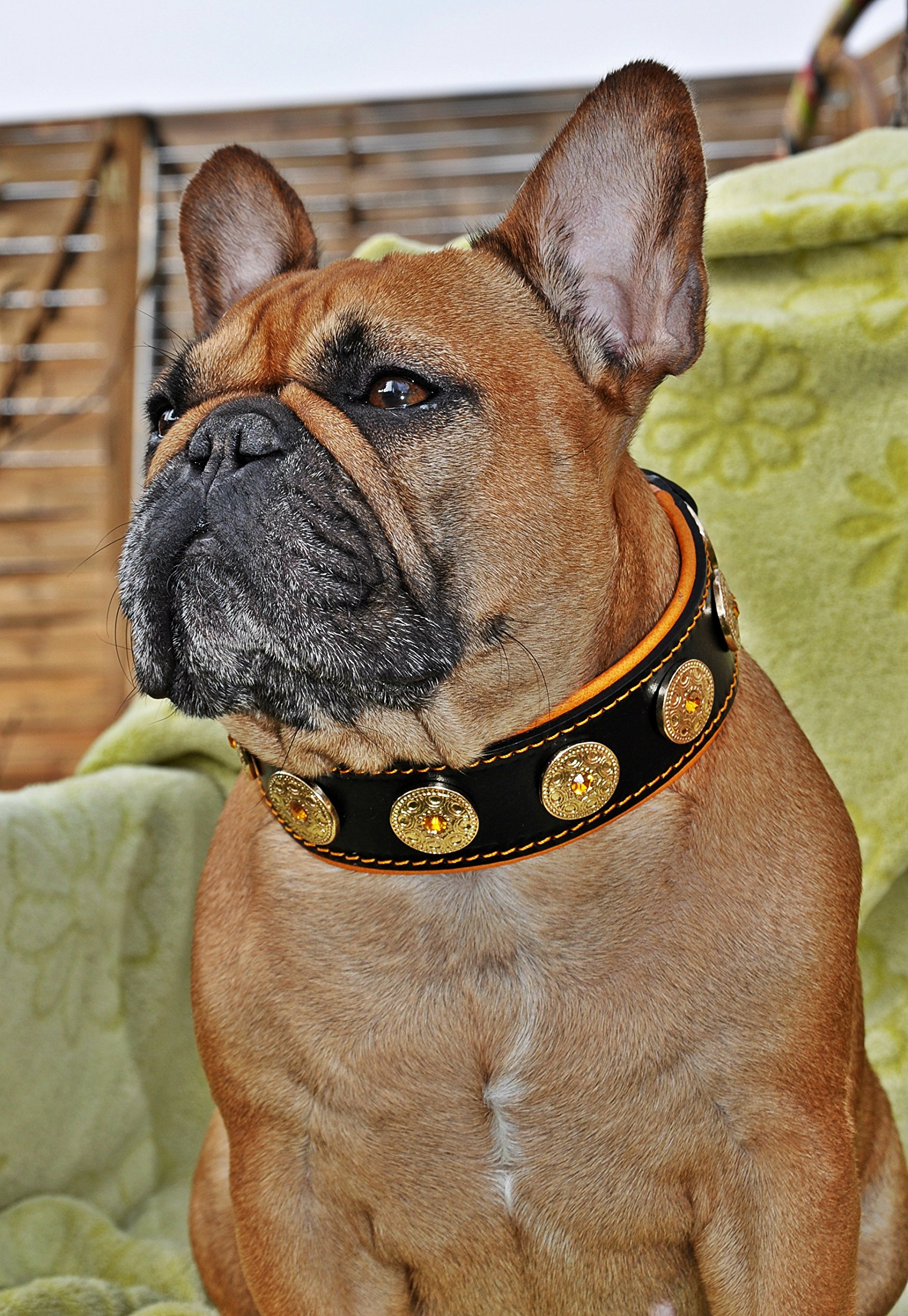 Bestia Bijou Collare per Cani con Conchiglie Decorative – 100% Pelle – Alsaziana, Bulldog, Terrier, Labrador, Retriever – 5 cm di Larghezza – Morbida Imbottitura – Fatto a Mano in Europa