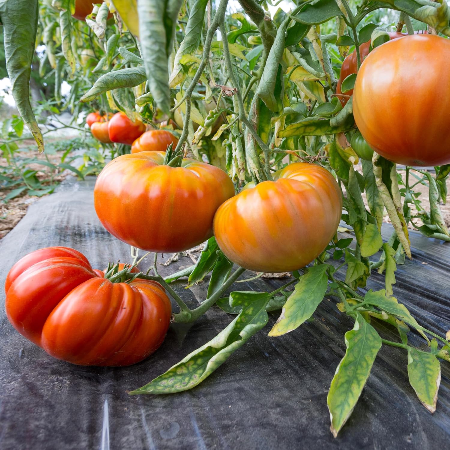 Big A Tomato Premium Organic Fertilizer with Kelp 13.5oz Indoor/Outdoor Plant Fertilizer