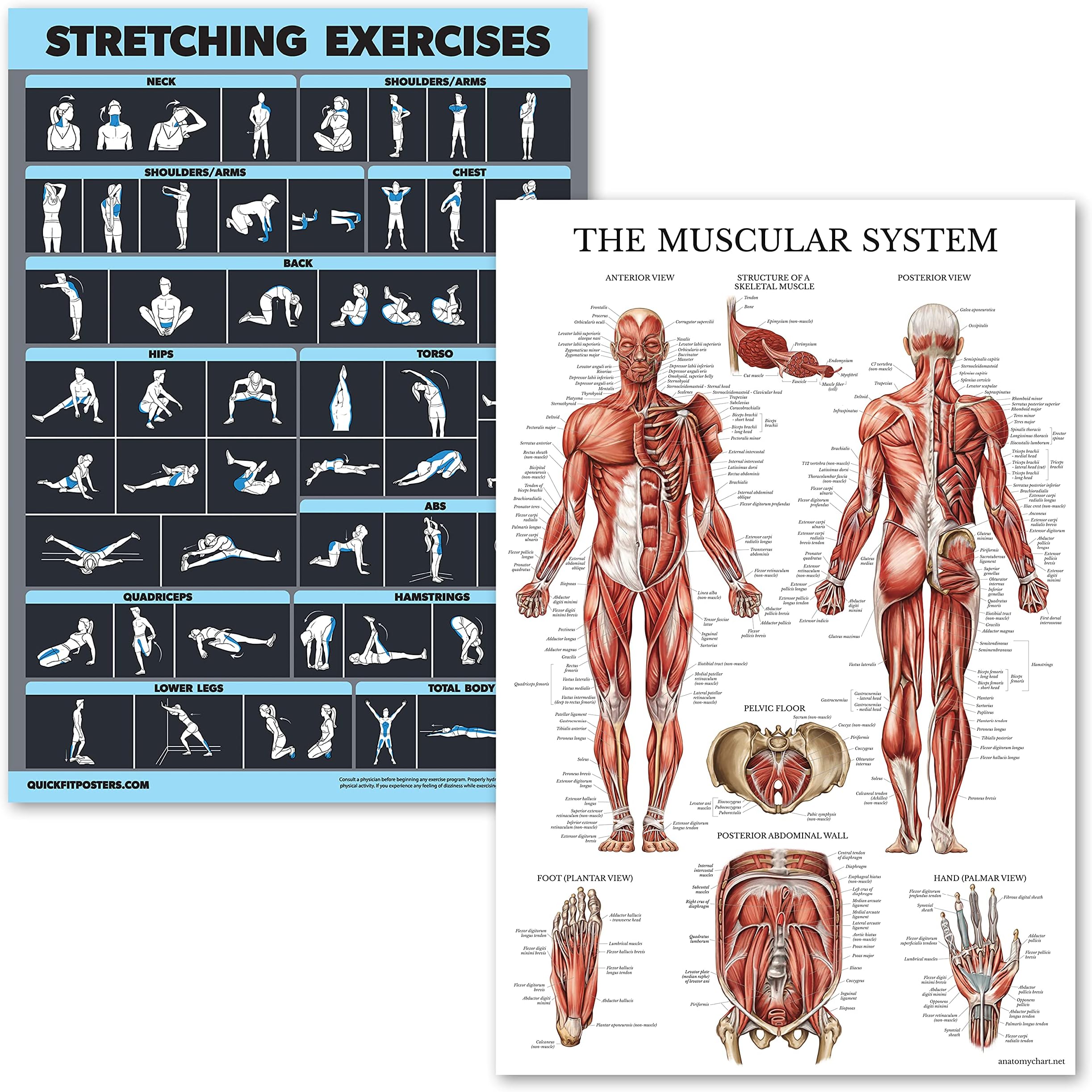 Laminated Posters for Stretching and Muscle Exercises - Laminated Boards - 2 Pack - Workout Routine and Muscle Anatomy Pattern [Dark] (18" x 24")