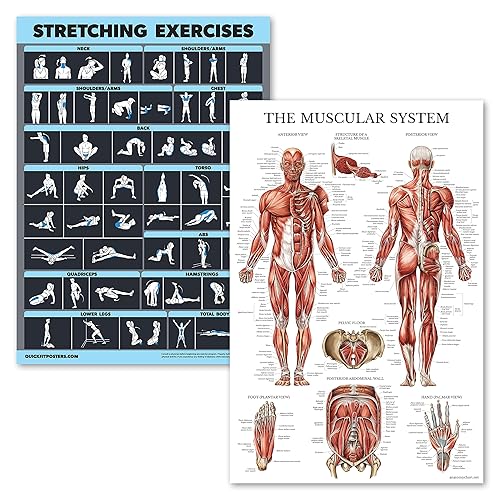 2 Pack Stretching Exercises and Muscular System Anatomy Poster Set