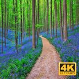 laxation Bluebell Woods screensaver 4k - English Forest - Birds Singing - No Loop - Relaxing Nature