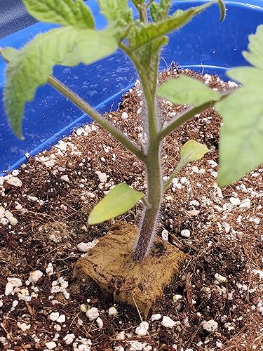 Miniatura 7 de Enmienda de suelo hortícola de perlita orgánica 50QT para plantas y drenaje mejorado para crecimiento mejorado (0.197-0.315 in)