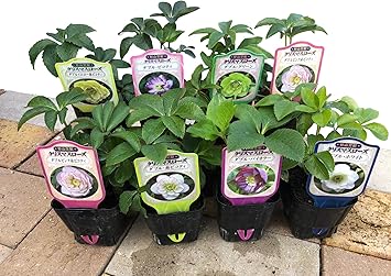 Amazon Co Jp 冬の貴婦人 実生系 クリスマスローズ おまかせmixカラー 8個セット 八重咲 3号ポット F9cm 花苗 園芸 ガーデニング 寄せ植え 鉢花 鉢植え 母の日 誕生日 記念日 プレゼント 贈り物 おまかせmix 3号ポット苗8個セット Diy 工具 ガーデン Amazon Co Jp 冬の貴婦人 実生系 クリスマスローズ おまかせmixカラー 8個セット 八重咲 3号ポット F9cm 花苗 園芸 ガーデニング 寄せ植え 鉢花 鉢植え 母の日 誕生日 記念日 プレゼント 贈り物 おまかせmix 3号ポット苗8個セット Diy 工具 ガーデン