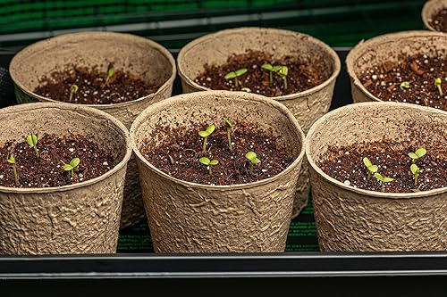 Miniatura 9 de 250 semillas de zinnia de California Giants para plantar, semillas de flores de primera calidad cultivadas en Estados Unidos sin OMG cultivadas en