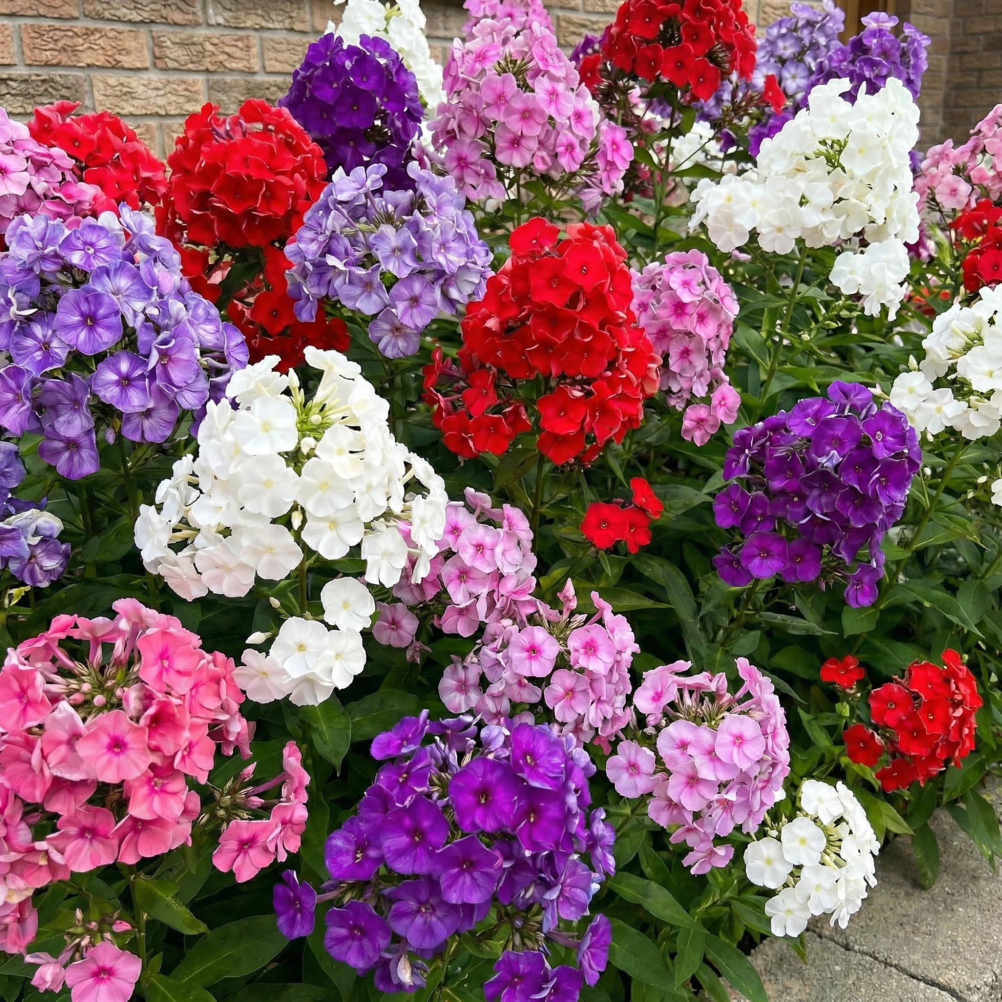 Phlox Stauden Winterhart - Phlox Paniculata Kollektion - 10 Wurzeln - Stauden Winterhart Mehrjährig - Mix von 5 Sorten - Echte Pflanzen aus Holland (kein Samen, zwiebeln und nicht künstlich)