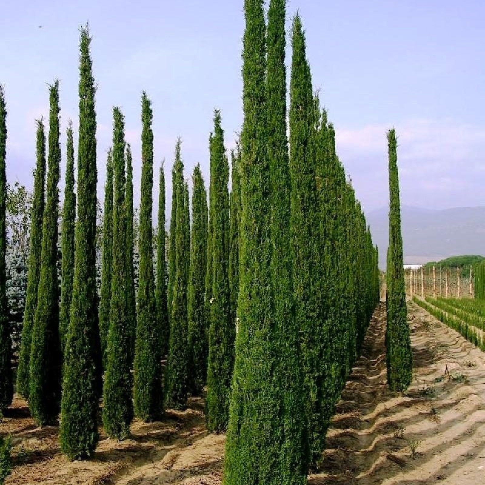 Italiano Cypress Cupressus Sempervirens Stricta 10 SEMI