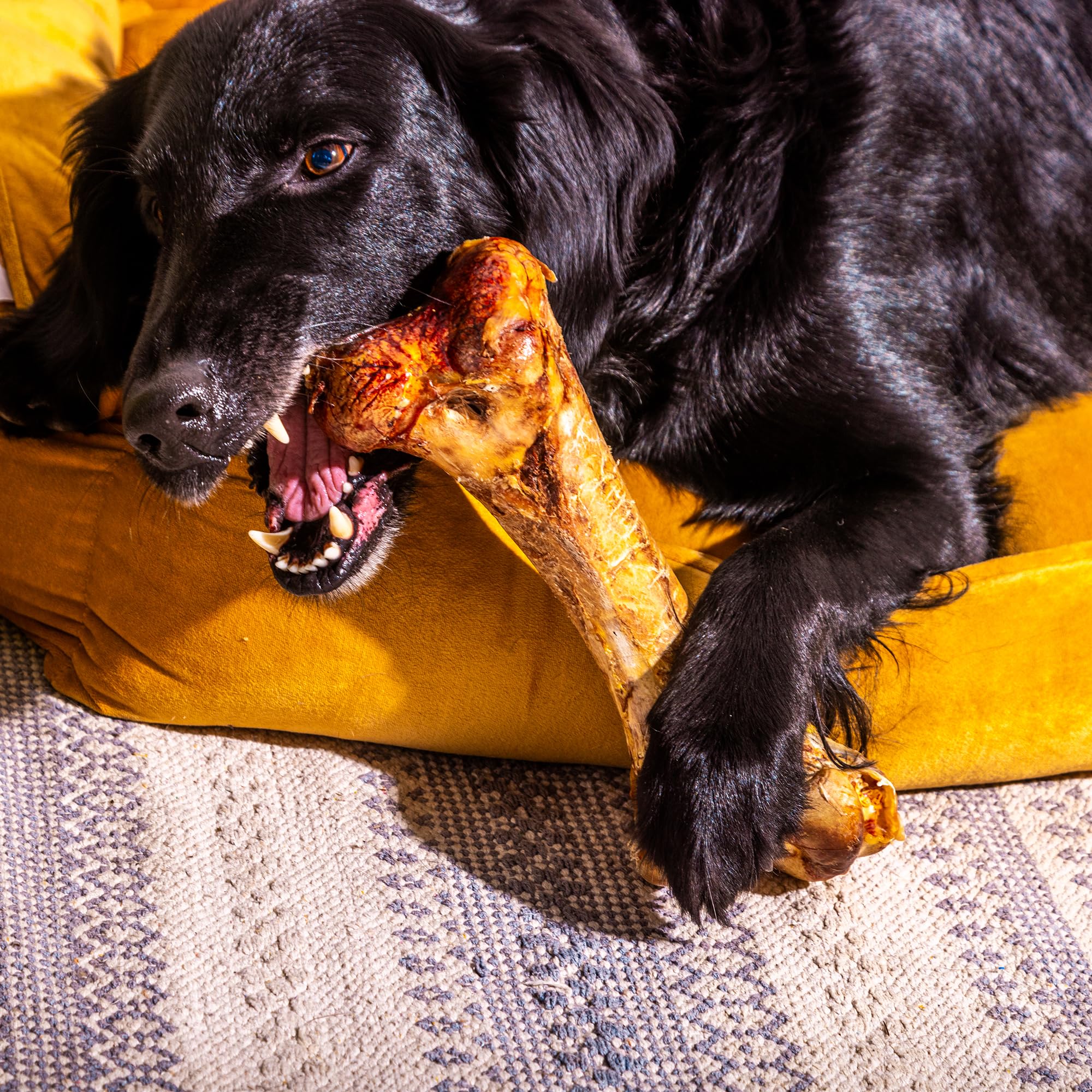 Natural Treats Ostrich Dino Bone for Dogs (1pc) -Dog Bone Pack Chew Range - Image 4